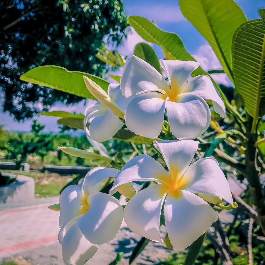 La Plumerias Моалбоал Екстер'єр фото
